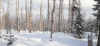 Снежный февраль на «Столбах» стал испытанием для животных и людей
